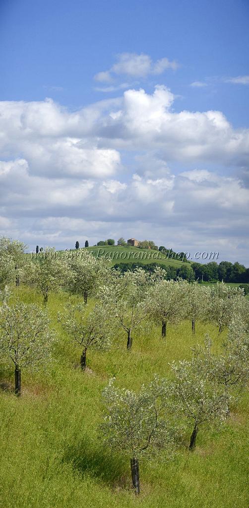 12525_14_05_2012_torrita_di_siena_tuscany_italy_toscana_italien_spring_fruehling_scenic_outlook_viewpoint_panoramic_landscape_photography_panorama_landschaft_foto_70_4855x9888.jpg